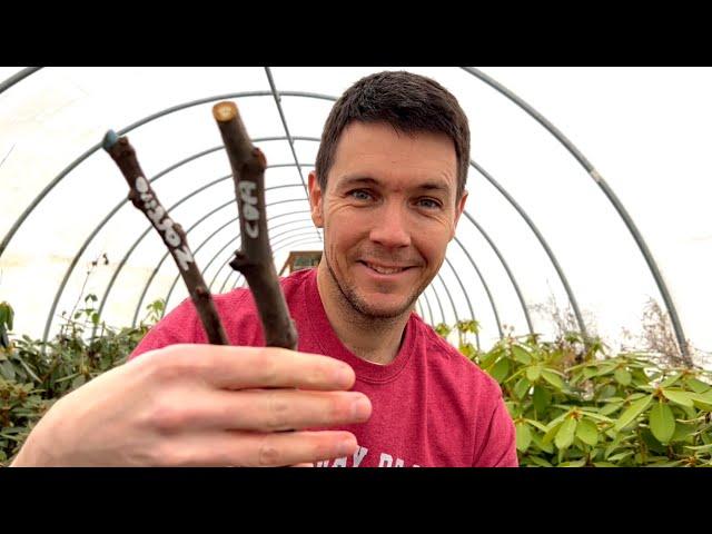 Should I Root Hardwood Cuttings Inside or Outside | Plant Propagation Tips for Rooting Hardwood