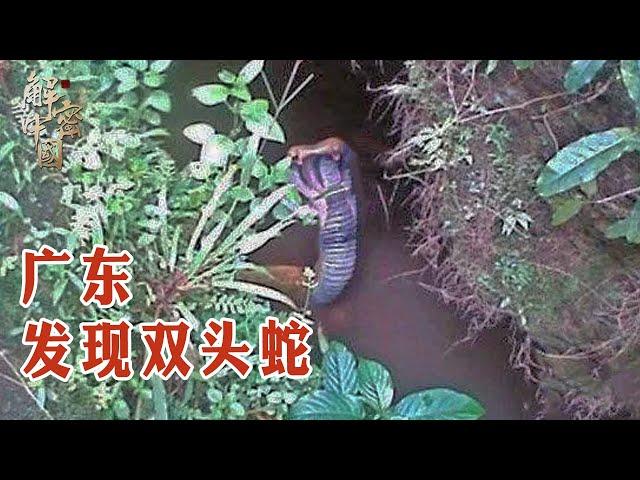 A double headed snake was found in Guangdong. It contains highly toxic. It will die if touched!