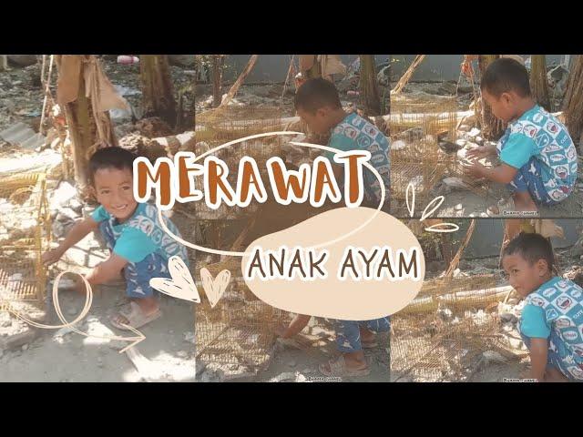 MERAWAT ANAK AYAM,JADI BAPAK AYAM | SUARA AYAM | BHAMA CHANEL