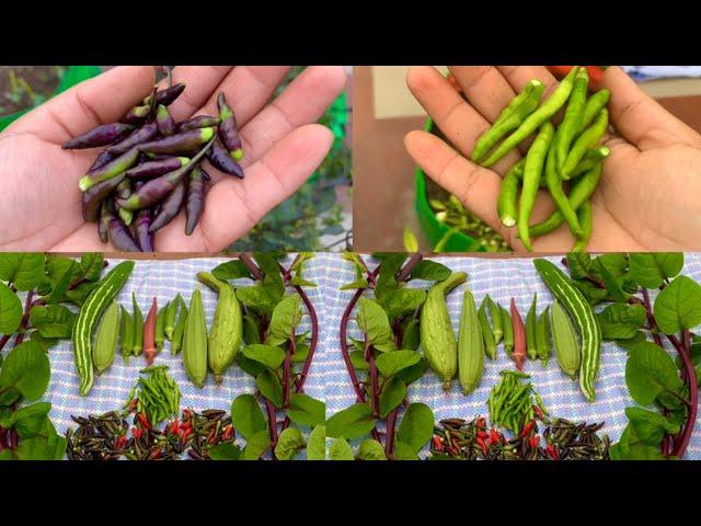 Harvesting Pure Organic Fresh Vegetables From My Terrace // Harvesting Organic Vegetables