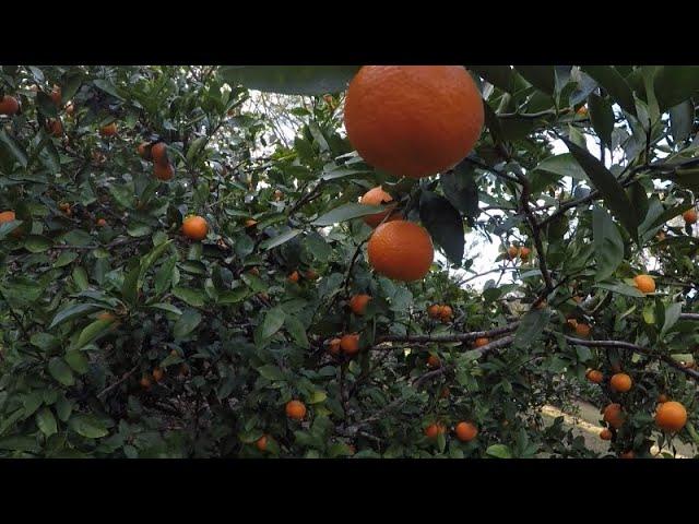 Citrus Trees in Zone 8B