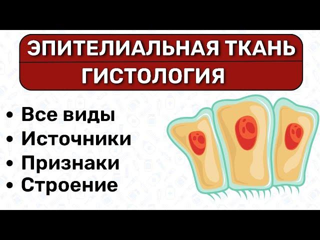 Эпителиальная ткань ГИСТОЛОГИЯ: однослойный, многослойный эпителий, переходный эпителий