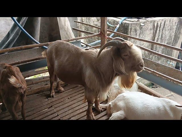Chia sẻ cách dê đực không phối giống - Ù sang nuôi dê