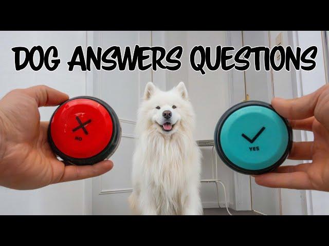 My dog answers spicy questions
