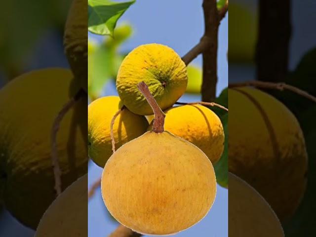 cotton fruits #trend #short #fruits