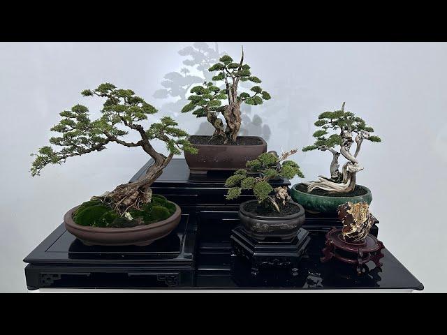 Bonsai Cucur Atap | Baeckea Frutescens Bonsai #bonsaiindonesia #bonsaivietnam #bonsaitree