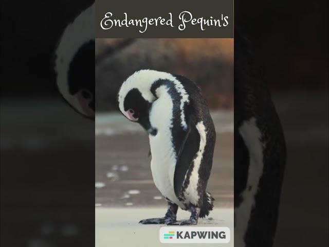 ENDANGERED PENGUINS OF SOUTH AFRICA! #fails #lol #shortsvideo #epicfails #penguins #southafrica