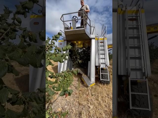 Nuts Harvester || Harvesting Hazelnuts || Made By Littau Harvester Oregon || #shorts #farming