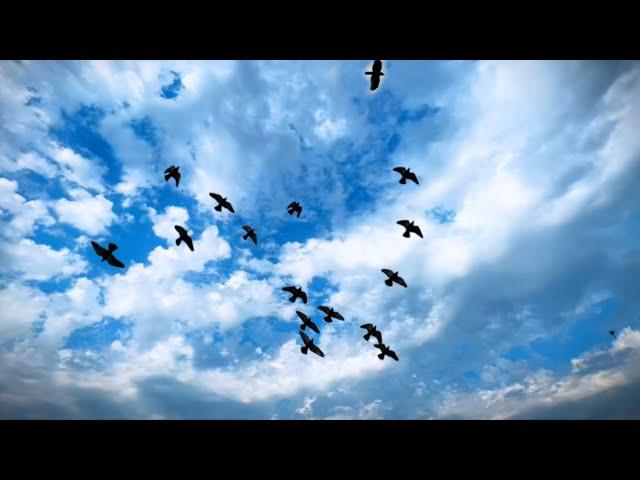 Badal status video