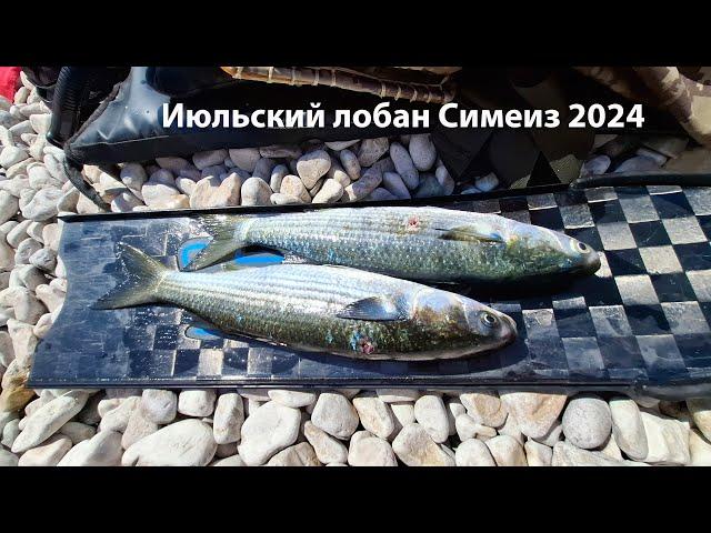 Июльский лобан Симеиз 2024 подводная охота 2024 Черное море 2024 Крым 2024 Лобан 2024 Симеиз 2024