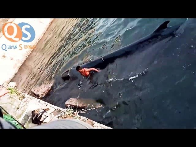 Братья играют с кита и не бояться