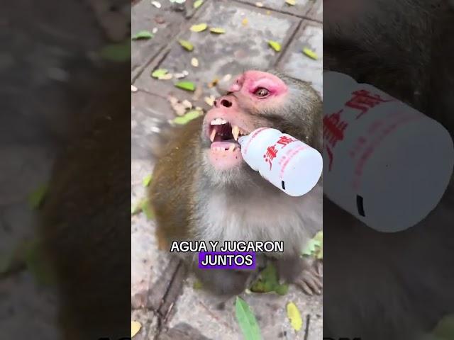 the monkey helped me and we became good friends in the end#animals #Friendship #Us