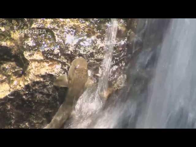 rock-climbing goby