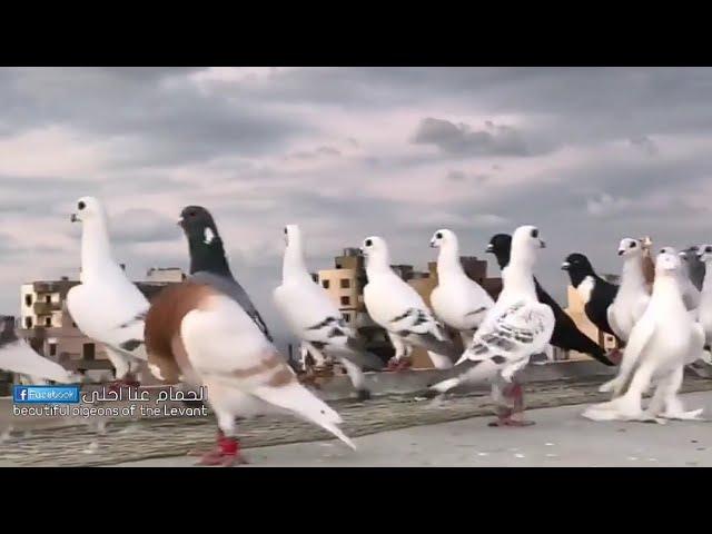 سهرة حمام الصبابة من حلال الأخ ربيع لبابيدي لبنان. Oiseaux पक्षी  Birds Guvercinler kuşlar pigeons