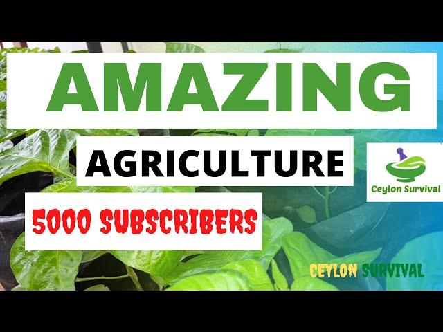 Amazing agriculture in the world/Ceylon Survival