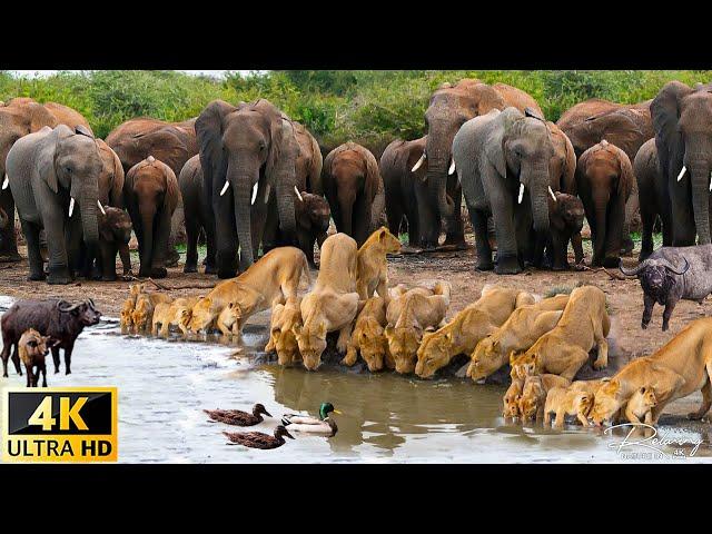 4K African Wildlife: Survival of Wild Animals in Ngorongoro National Park With Real Sounds 4K Video