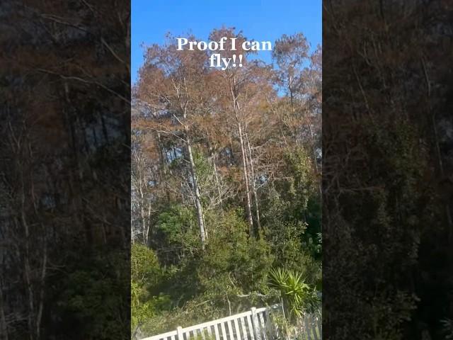 Proof I can fly pt.1! | #fairy #roleplay #fairyhunter #fairyroleplay