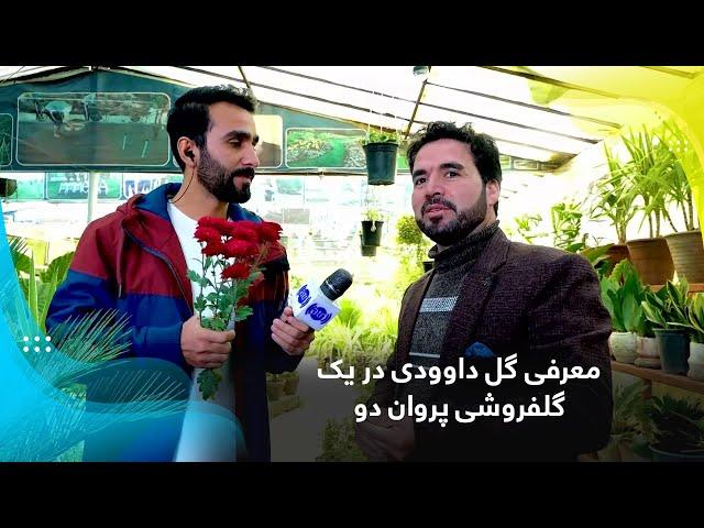 Introduction of Chrysanthemum by a florist in Parwan 2 / معرفی گل داوودی در یک گلفروشی پروان دو