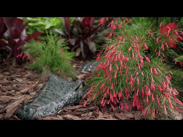 Jacksonville Beach Tropical Backyard Oasis