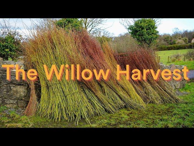 The Willow Harvest: Lifecycles of the Land | Ulster Folk Museum