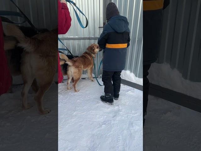 Ольга приехала погулять с собачками ️