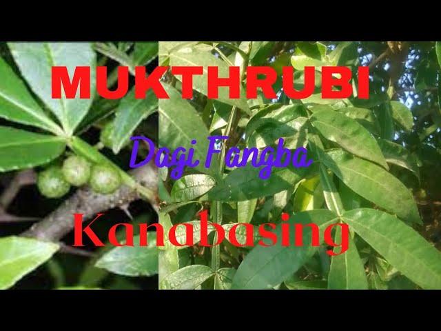 Mukthrubi Gi Kanaba /health benefits of zanthoxylum#tumbru#tejphal@ranjitatuber5491