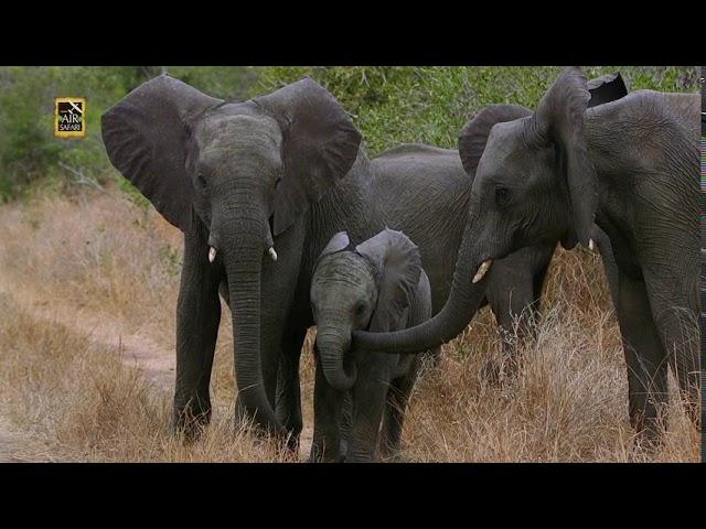 Close Wildlife Encounter in Sabi Sands | Asian Air Safari