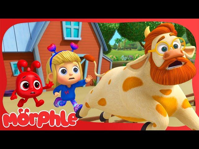 Giant Cow Chase!  | Morphle | Season 6 Finale | Kids Cartoon Video