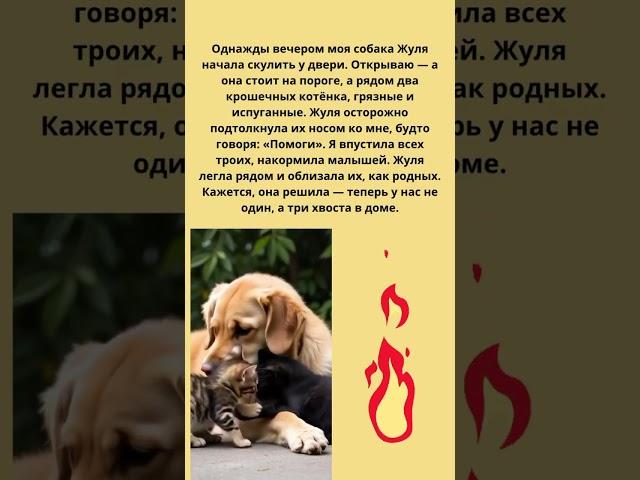 Душевная история. Собака и котята