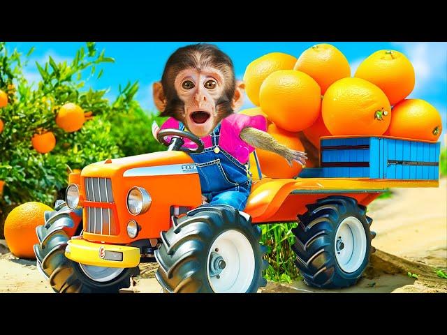 DoDo Challenge to Harvest Oranges on the Farm | DODO ANIMAL MONKEY