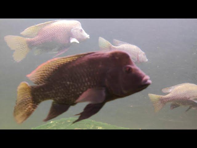 The most beautiful Aquarium Zoo in the World. Tiergarten Schönbrunn Austria Vienna. Visiting Fishes