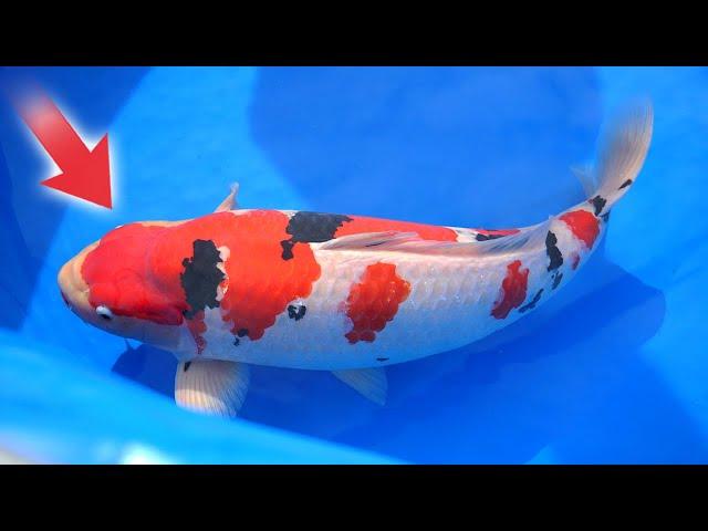 Nagaoka City Koi Show JUDGE Reveals Top Picks for 2024!