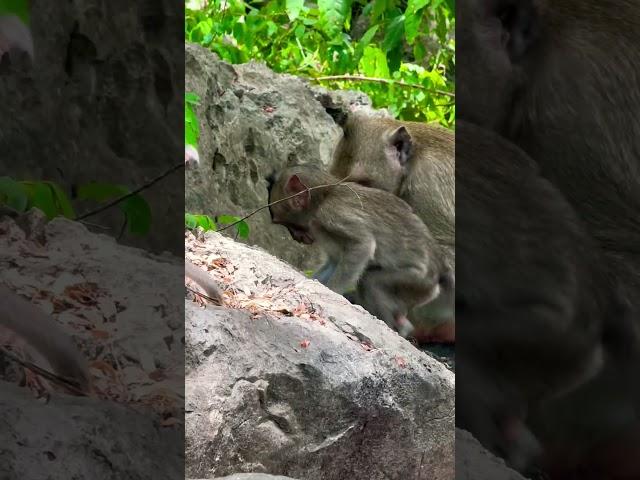 #Animakey#Mom&baby#lovelymonkey#babysocute#viral#animals#like#Subscribe#youtube#videos#…