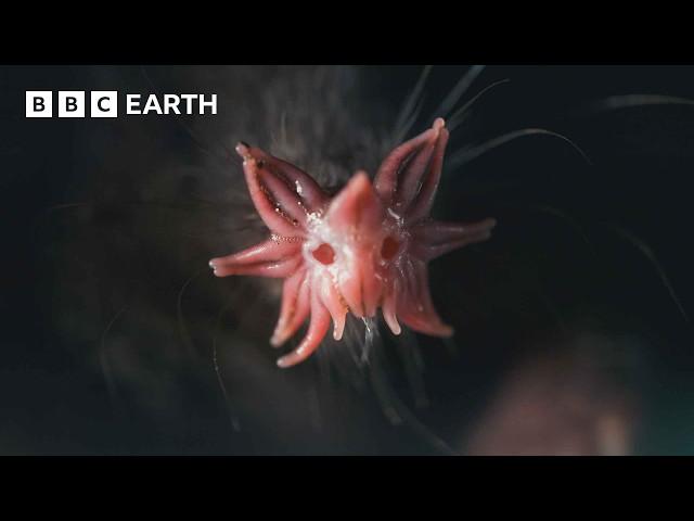 The Weird and Wonderful Star-Nosed Mole | 4K UHD | Mammals | BBC Earth