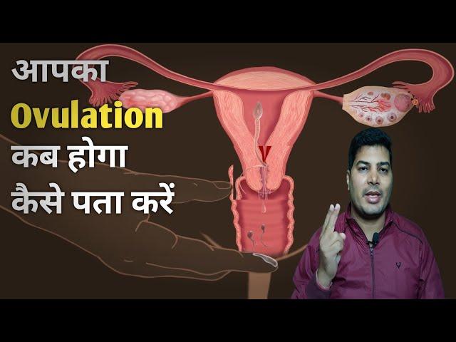 Early ovulation Sign after period | women egg release time / fertile cervical mucus / ovulation