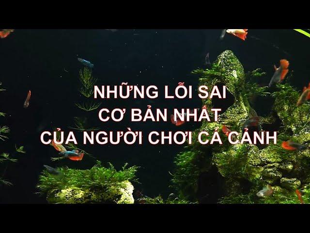 Những sai lầm cơ bản nhất về cách nuôi cá cảnh sẽ khiến đàn cá của bạn ch.ế..t dần ch..ết mòn