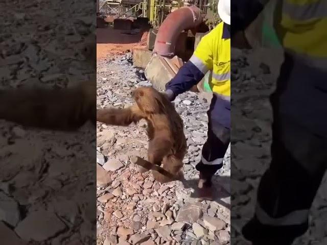Усатые хвостатые