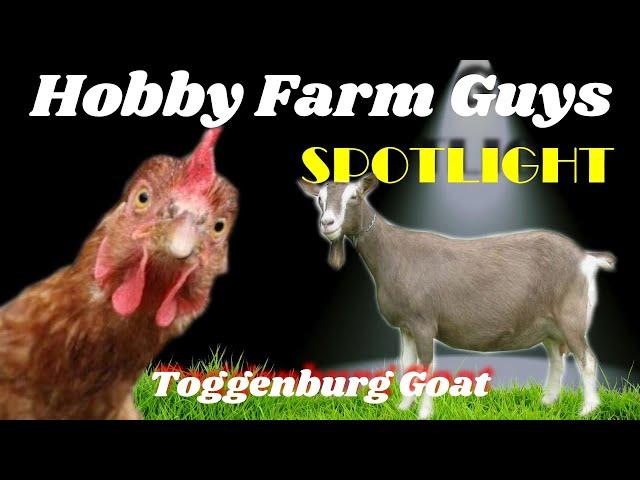 HFG Farm Animal Spotlight: Toggenburg Goat