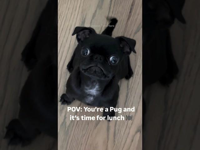 #54 Funniest Cats And Dogs videos  #funny #animals #cuteanimals