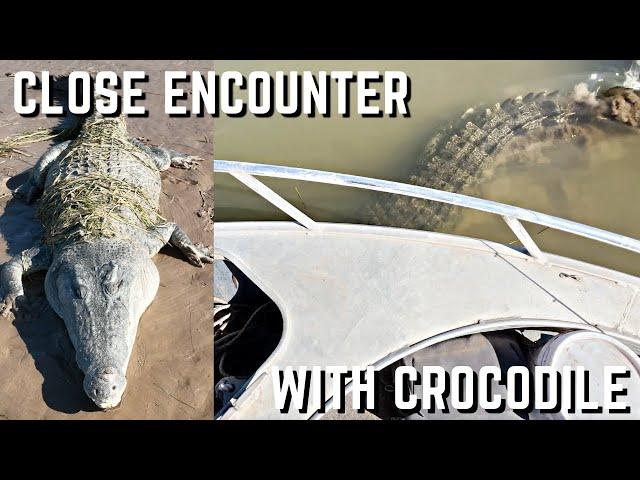 Close Encounter with Saltwater Crocodile, Ord River Western Australia