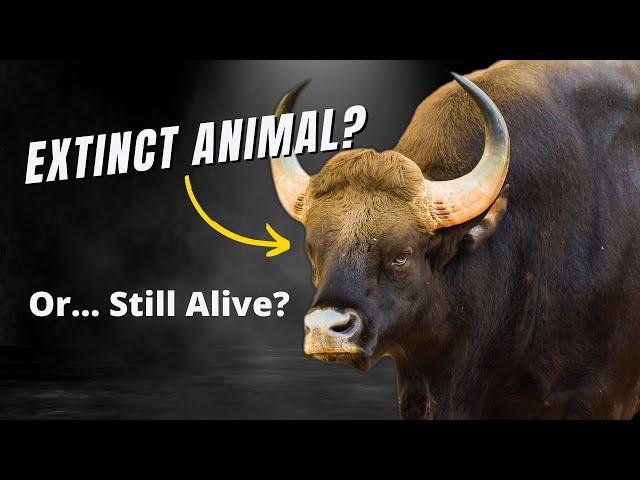 Extinct Animal? | Sri Lanka
