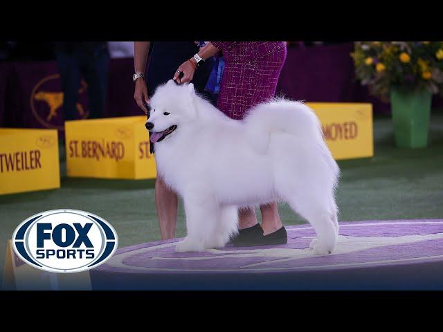 Striker the Samoyed wins the Working Group | Westminster Kennel Club | FOX Sports