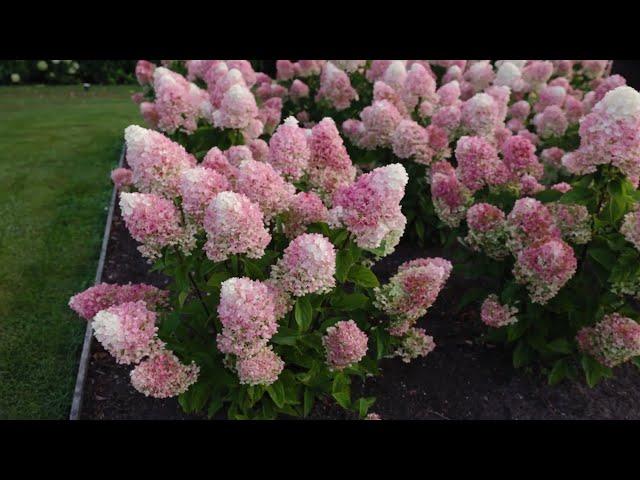 Hydrangea paniculata Living Little Blossom