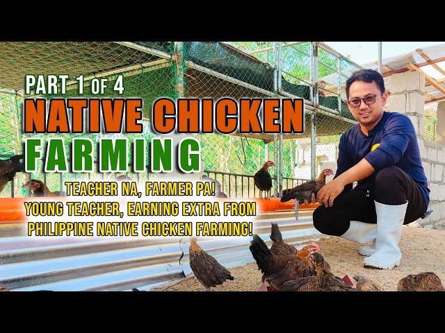 AMAZING CHICKEN FARMING | TEACHER NA, FARMER PA! YOUNG TEACHER, GET EXTRA INCOME FROM NATIVE CHICKEN