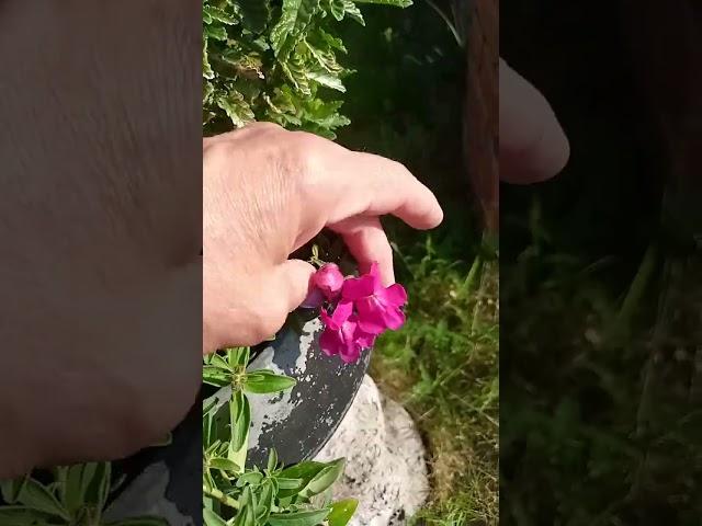 Композиция из вербены и компании  в чугунках