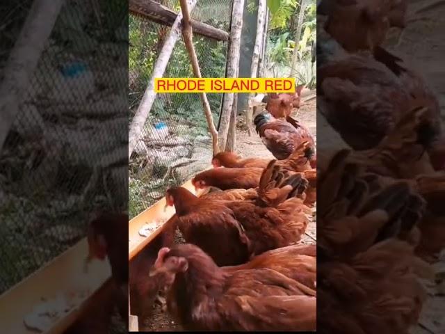 RHODE ISLAND RED | FREE RANGE CHICKEN FARMING | HERITAGE CHICKEN | BIR