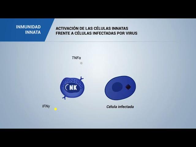 ACTIVACIÓN DE LAS CÉLULAS INNATAS frente a células infectadas por VIRUS