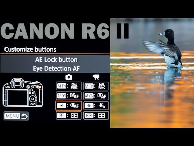 How To SETUP The CANON R6 II For WILDLIFE PHOTOGRAPHY