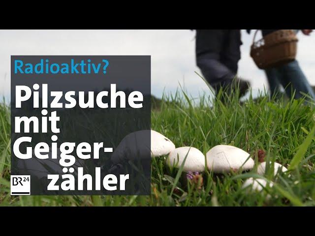 Start in die Schwammerl-Saison: Pilzsuche mit Geigerzähler? | Abendschau | BR24