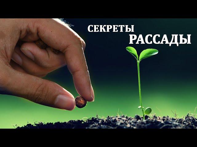 5 Секретов хорошей и крепкой рассады. Почему получается не у всех ?